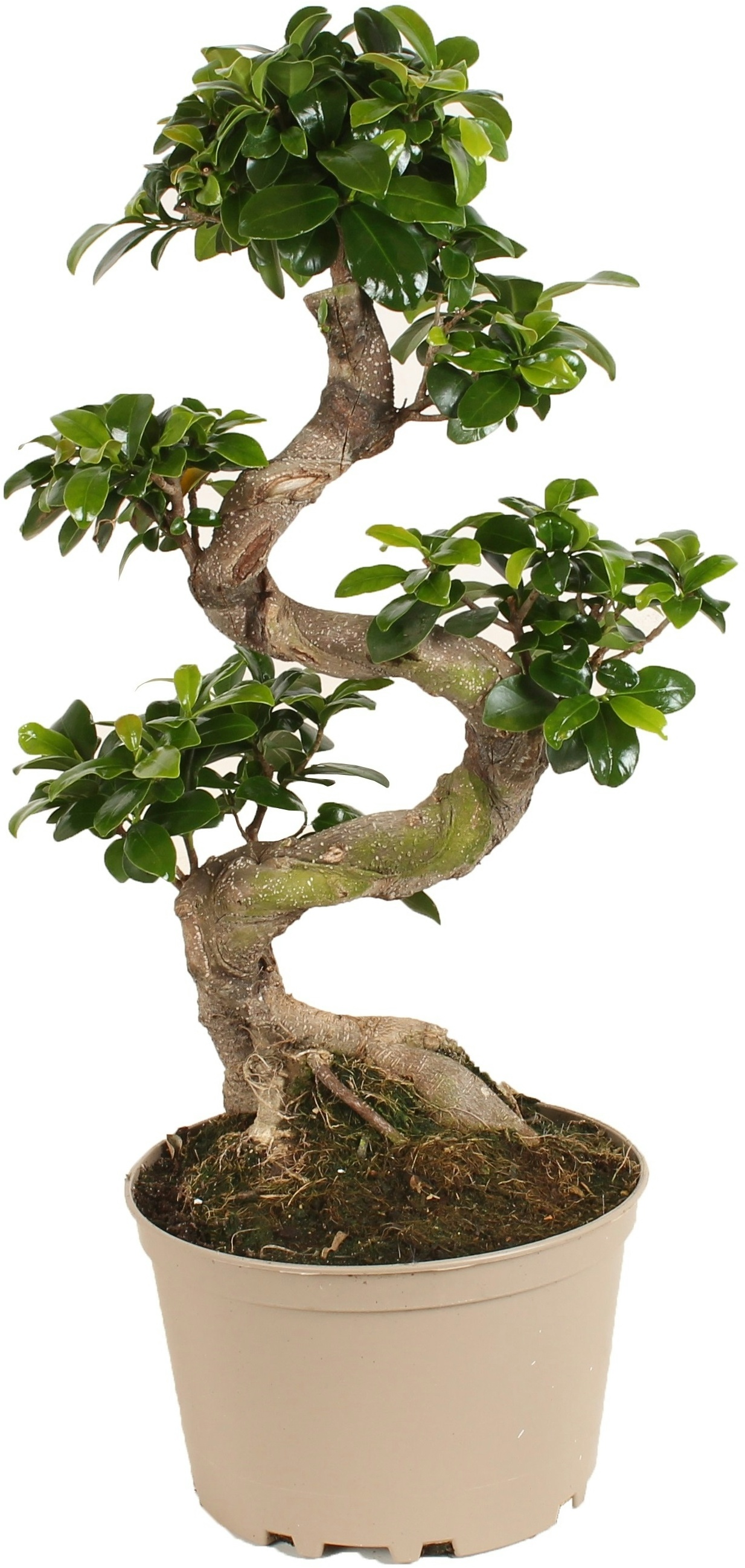 Plant in a Box S-Shape Ginseng Baum - Ficus microcarpa Ginseng Höhe 55-65cm