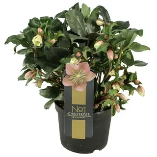 Piardino Christrose  (Helleborus x ericsmithii 'Angel Glow', Topfgröße: 19 cm, Rosa)