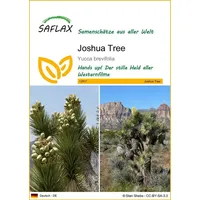 SAFLAX - Joshua Tree - 10 Samen - Yucca