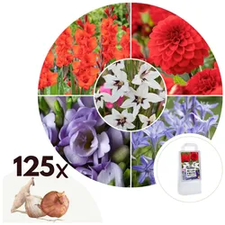 Plant in a Box - Blumenzwiebelmischung - 125 Stk - Gladiolus, Dahlia, Freesia - Blau