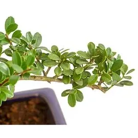 Dehner Outdoor-Bonsai Japanische Stechpalme - Ilex crenata, Dunkelgrün