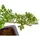 Dehner Outdoor-Bonsai Japanische Stechpalme - Ilex crenata, Dunkelgrün