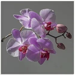 Glasbild ARTLAND "Orchideentraum", lila (farbe bild(er): lila), B:50cm H:50cm, Bilder, in verschiedenen Größen