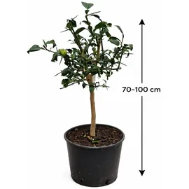 Blumen-Senf Yuzu Pflanze Citrus x junos) 70-100 cm winterhart bis -12°C veredelt frostharte japanische Zitrone Zitruspflanze Garten Balkon