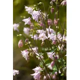 PlantaPro Aquilegia vulgaris 9x9 cm Topf – Winterhart, Mehrjährig, Pflegeleicht – Akelei – Staude für Beet & Garten