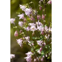 PlantaPro Aquilegia vulgaris 9x9 cm Topf – Winterhart, Mehrjährig, Pflegeleicht – Akelei – Staude für Beet & Garten