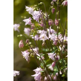 PlantaPro Aquilegia vulgaris 9x9 cm Topf – Winterhart, Mehrjährig, Pflegeleicht – Akelei – Staude für Beet & Garten