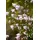 PlantaPro Aquilegia vulgaris 9x9 cm Topf – Winterhart, Mehrjährig, Pflegeleicht – Akelei – Staude für Beet & Garten