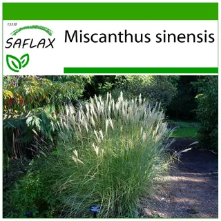 SAFLAX - Gräser-Bambus-Chinaschilf - 200 Samen - Mit keimfreiem Anzuchtsubstrat - Miscanthus sinensis