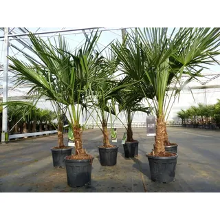 gruenwaren jakubik Trachycarpus fortunei 140 cm Palme Hanfpalme, winterhart bis -18°C