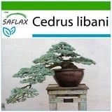 Saflax - Bonsai - - 20 Samen - Mit keimfreiem Anzuchtsubstrat