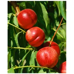 Prunus nucipersica 'Fantasia', Nektarine, 150–200 cm, saftig-süß