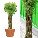 Wicker garden Geflochtene Weide 130 cm - Geflochtener Weidenbaum | Winterhart & Pflegeleicht - Ideal für Garten, Balkon & Terrasse