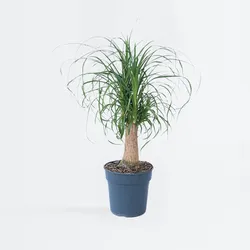 Plant in a Box - Elefantenfuß - Beaucarnea 'recurvata' - Höhe 60-70cm - Topf 21cm