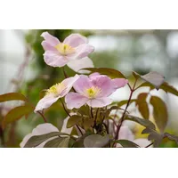 Pflanzen-für-dich.de Clematis montana 'Tetrarose' Berg-Waldrebe Rosa Blüten 40–60 cm
