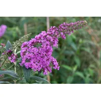 Pflanzen Für Dich Buddleja davidii 'Pink Delight', Schmetterlingsflieder, rosa,