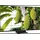 TCL 55MSQLED85L 55" 3840 x 2160 Pixel LED 4K-Fernseher
