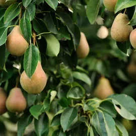 Plant in a Box - - 3 Stk - Apfel, Birne - Höhe 60-70cm