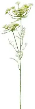 Dill 69cm x2 creme