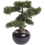 Botanic-Haus Kunstbonsai »Ceder Bonsai grün