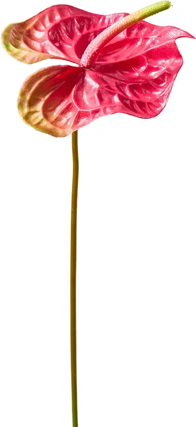 Anthurium 67cm dunkelpink