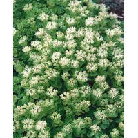 Pflanzen Für Dich Sedum spurium 'Album Superbum' p 0,5
