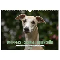 Calvendo WHIPPETS - SCHNELL UND SCHÖN (Wandkalender 2026 DIN