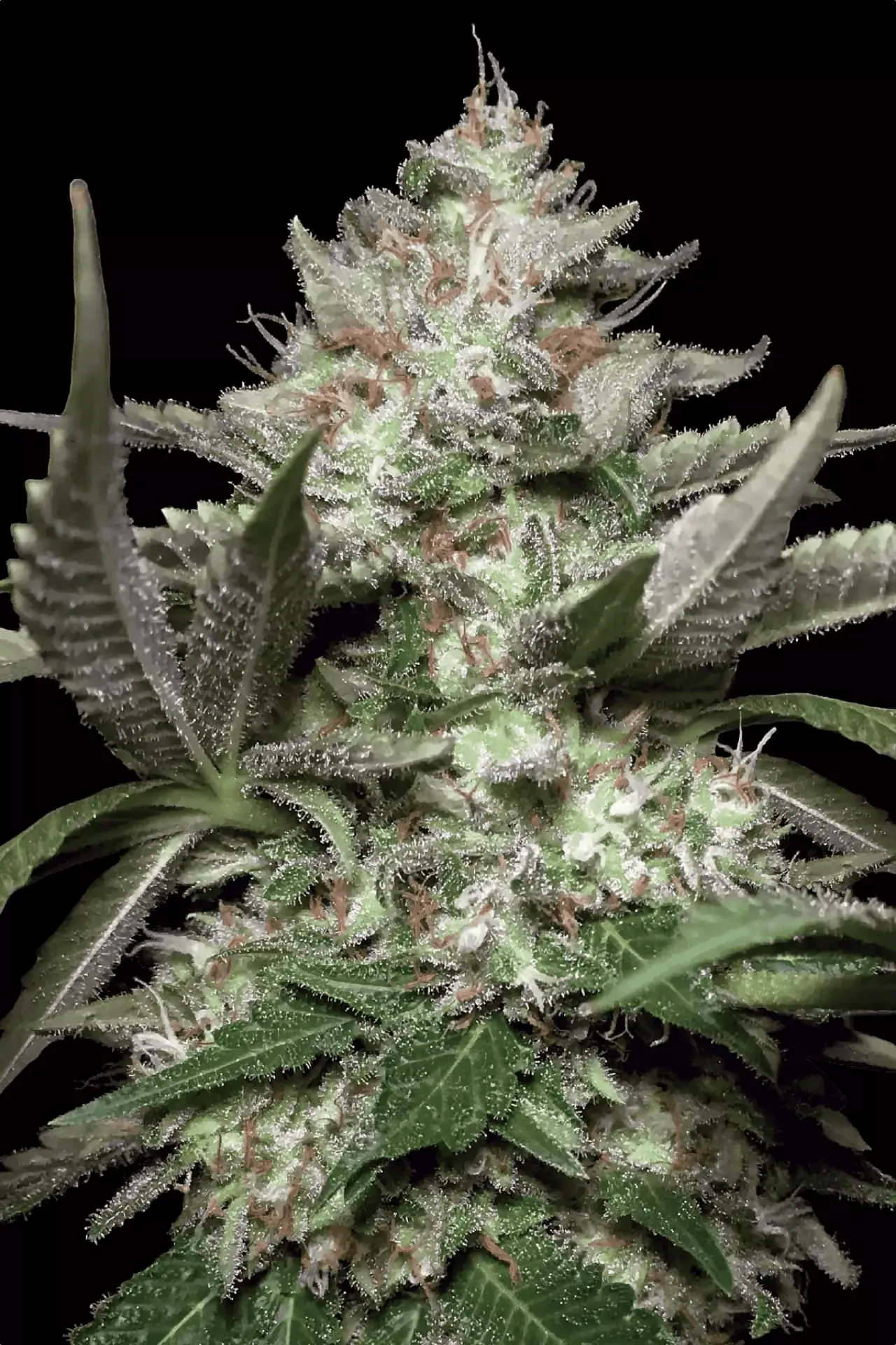 Paradise Seeds Auto Kong 5 Samen
