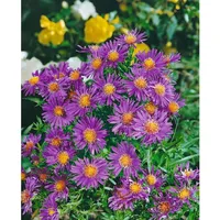 Pflanzen Für Dich Aster dumosus Nesthäkchen Kissenaster ca. 9x9