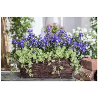 Pflanzen Für Dich Glechoma hederacea, Gundermann, ca. 9x9 cm