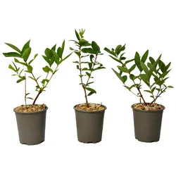 Plant in a Box Kamtschatka-Heckenkirsche - Lonicera 3er Set Höhe 25-40cm