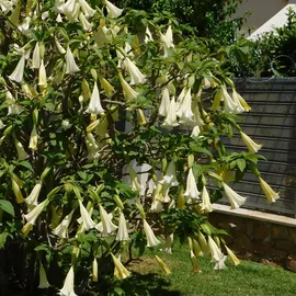 Plant in a Box - Brugmansia - Höhe 25-40cm