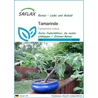 SAFLAX - Bonsai - Tamarinde - 4 Samen -