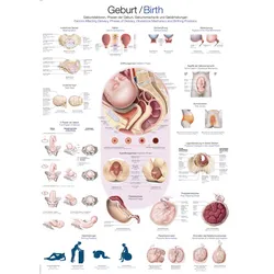 Lehrtafel Geburt  50x70cm