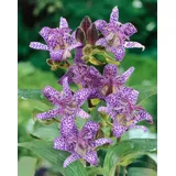 PlantaPro Tricyrtis hirta 9x9 cm Topf – Winterhart, Mehrjährig, Pflegeleicht – Krötenlilie – Staude für Schattenbeet & Gehölzrand