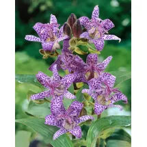 PlantaPro Tricyrtis hirta 9x9 cm Topf – Winterhart, Mehrjährig, Pflegeleicht – Krötenlilie – Staude für Schattenbeet & Gehölzrand