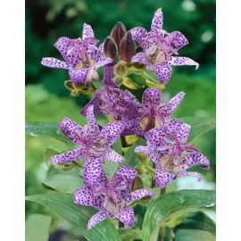 PlantaPro Tricyrtis hirta 9x9 cm Topf – Winterhart, Mehrjährig, Pflegeleicht – Krötenlilie – Staude für Schattenbeet & Gehölzrand