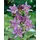 PlantaPro Tricyrtis hirta 9x9 cm Topf – Winterhart, Mehrjährig, Pflegeleicht – Krötenlilie – Staude für Schattenbeet & Gehölzrand