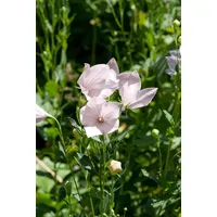 Pflanzen Für Dich Platycodon grandiflorus 'Perlmutterschale' Ballonblume, ca. 9x9