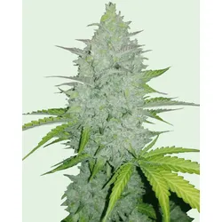 Cheese Auto | Autoflowering Hanfsamen von Fast Buds | 3 Hanfsamen