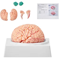 VEVOR Menschliches Gehirn Modell Anatomie, 1:1 Lebensgröße 9-teiliges Menschliches Gehirn Anatomisches Modell mit Etiketten & Display Basis, Abnehmbare Gehirn Modell für Wissenschaft Forschung Lehren