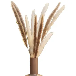 Trockenblume 2x Schilfgras "Natur" getrocknet, 70 cm, Schilfrohr, Dekogras, Schilf, Dekoleidenschaft, 2er Set Tischdeko oder Vasendeko, Dekoschilf, Pampasgras, Grasbüschel beige