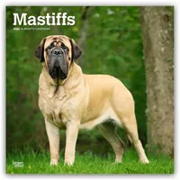BrownTrout / Flechsig Mastiffs - Mastiff 2026 - 16-Monatskalender