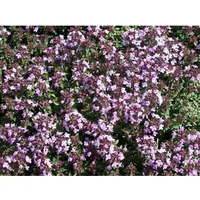 Pflanzen Für Dich Thymus herba-barona, Kümmelthymian, ca. 9x9 cm