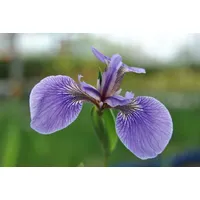 Pflanzen Für Dich Iris sibirica 'Perry's Blue', ca. 9x9