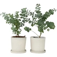 Plant in a Box - Eukalyptus - 2 Stk