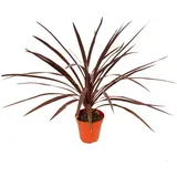 EXOTENHERZ Rote Keulenlilie Cordyline australis Red Star 12cm Topf ca. 50cm Hoch