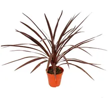 EXOTENHERZ Rote Keulenlilie Cordyline australis Red Star 12cm Topf ca. 50cm Hoch