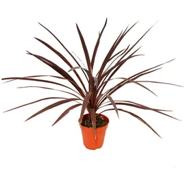 EXOTENHERZ Rote Keulenlilie Cordyline australis Red Star 12cm Topf ca. 50cm Hoch
