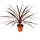 EXOTENHERZ Rote Keulenlilie Cordyline australis Red Star 12cm Topf ca. 50cm Hoch
